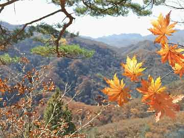 实测分析“手机炸金花透明挂”(原来真的有挂)-知乎